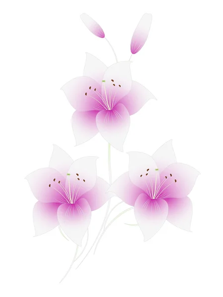 Flower background, lily. — Stock Vector