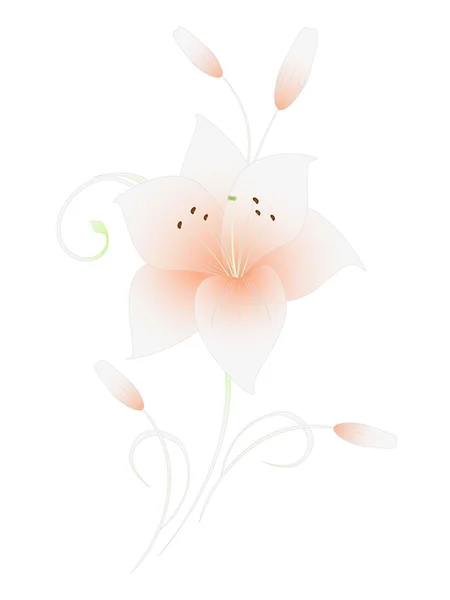 Květinové pozadí s liliemi, prvek pro návrh. — Stockový vektor