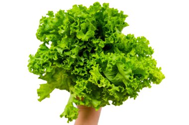 Elinde taze yeşil salata buketi - stok görüntüsü