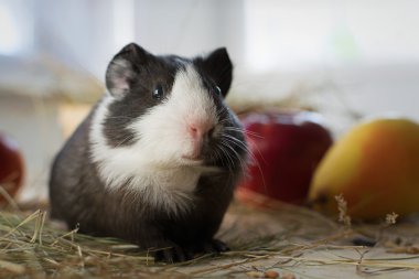 Kısa saçlı bebek eskiden şiling şimdi domuz (Cavia porcellus) popüler bir ev hayvan olduğunu.