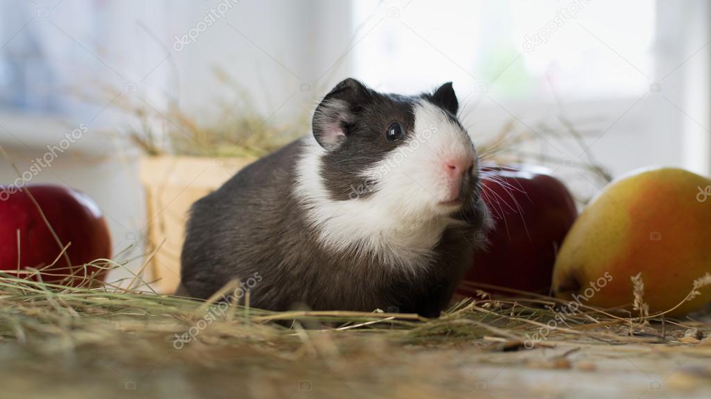 Short Haired Baby Guinea Pig Cavia Porcellus Is A Popular