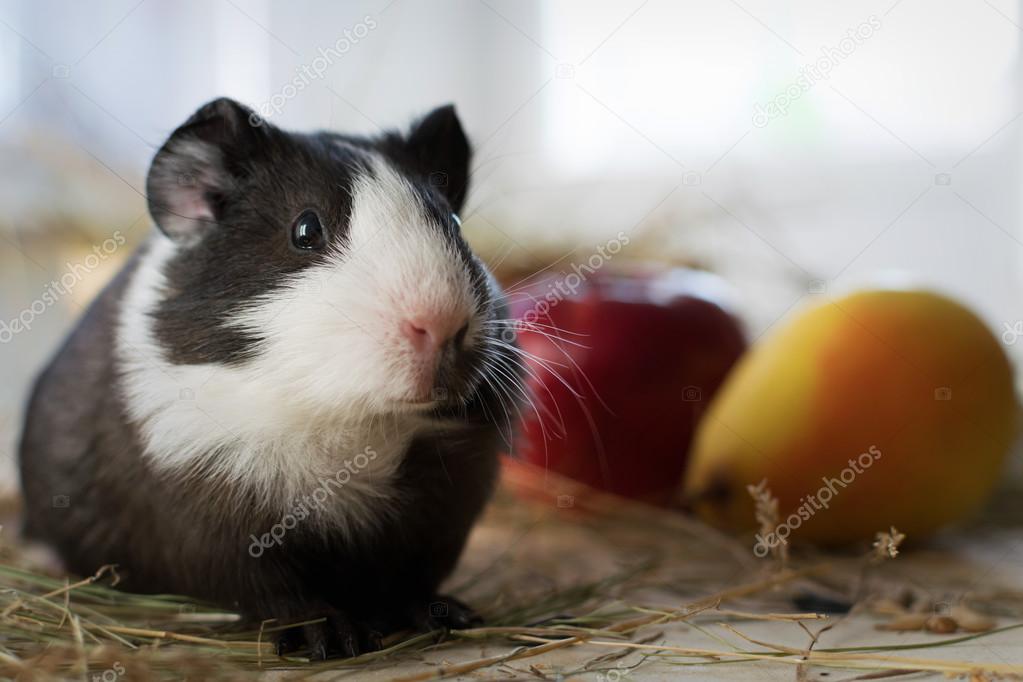Short Haired Baby Guinea Pig Cavia Porcellus Is A Popular