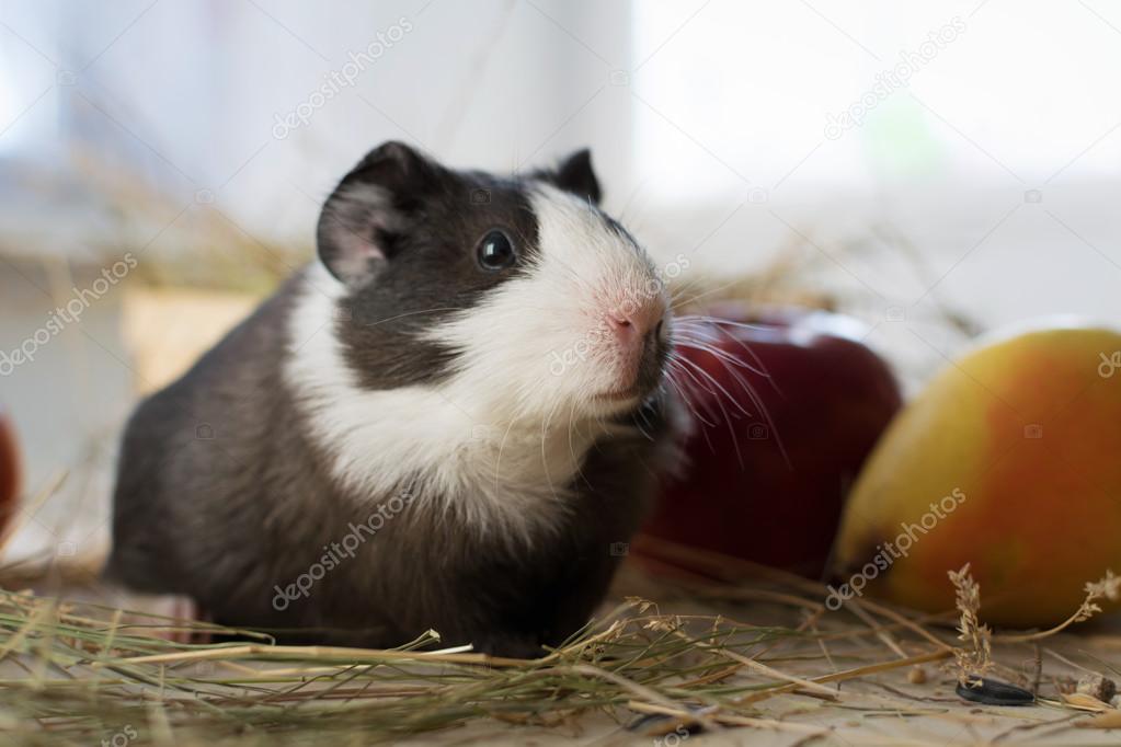 Short haired baby guinea pig (Cavia porcellus) is a popular household pet.