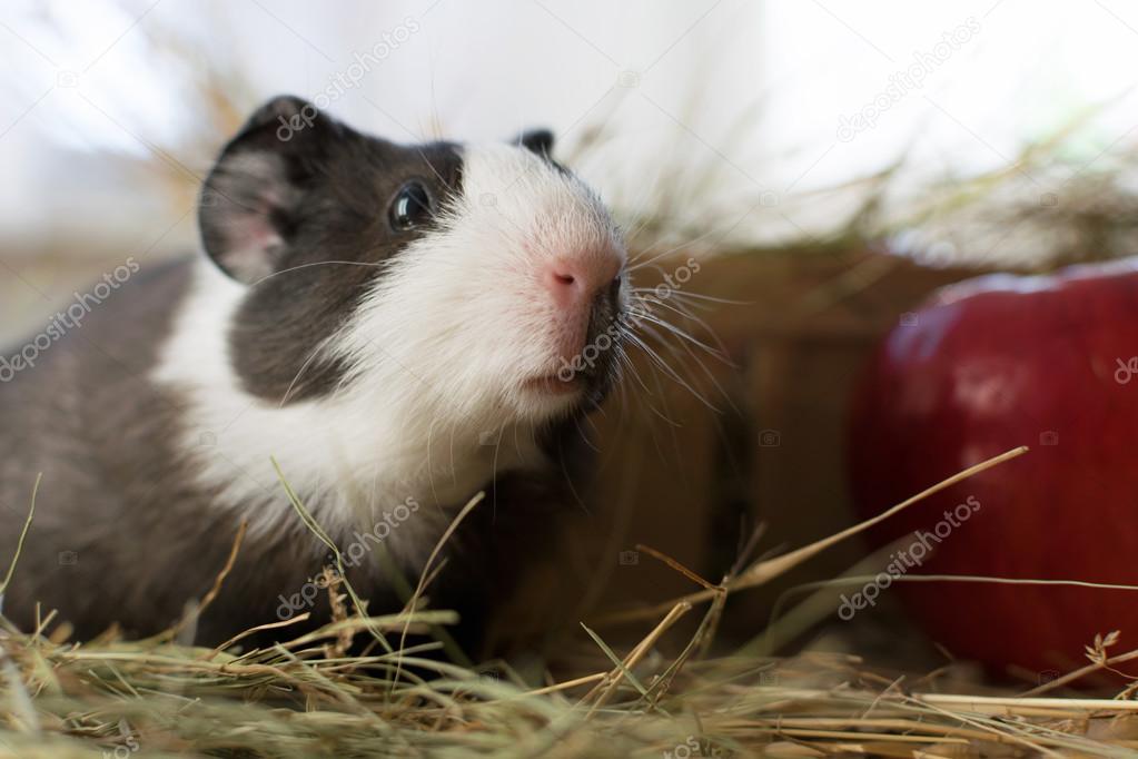 Short Haired Baby Guinea Pig Cavia Porcellus Is A Popular