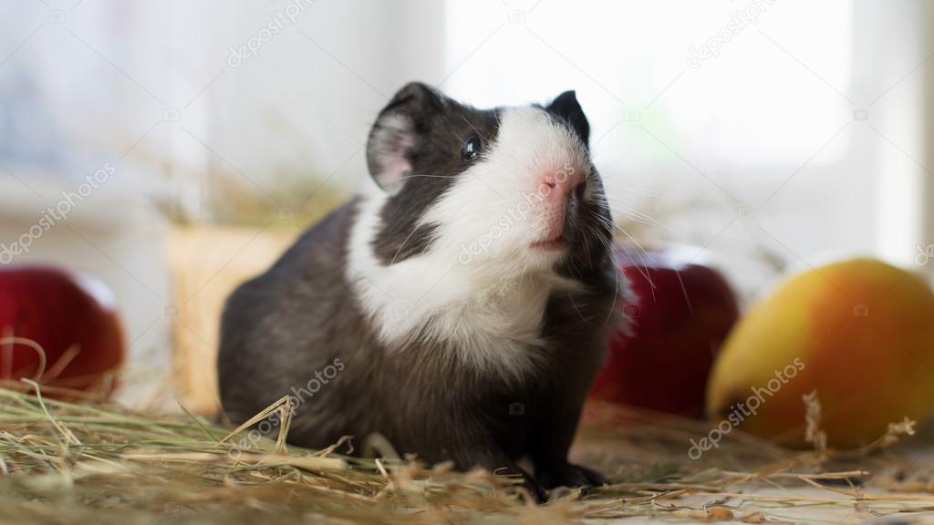 Short haired baby guinea pig (Cavia porcellus) is a popular household pet.