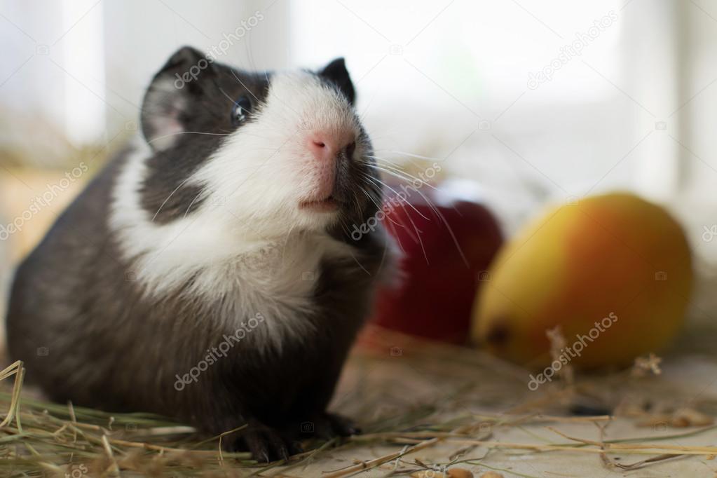 Short Haired Baby Guinea Pig Cavia Porcellus Is A Popular