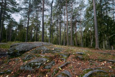 Oslo, Norveç - 10 Eylül 2025: Sognsvann Pinewood Ormanı