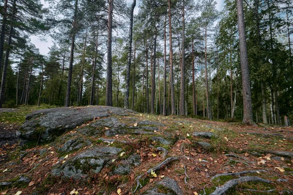 Oslo, Norveç - 10 Eylül 2025: Sognsvann Pinewood Ormanı