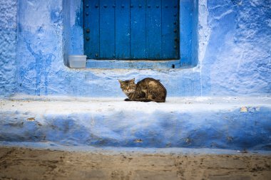 Kedi önünde bir kapı: Chefchaouen, Morocco.