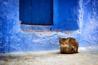Kedi önünde bir kapı: Chefchaouen, Morocco.