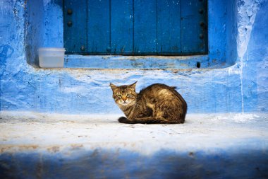 Kedi önünde bir kapı: Chefchaouen, Morocco.