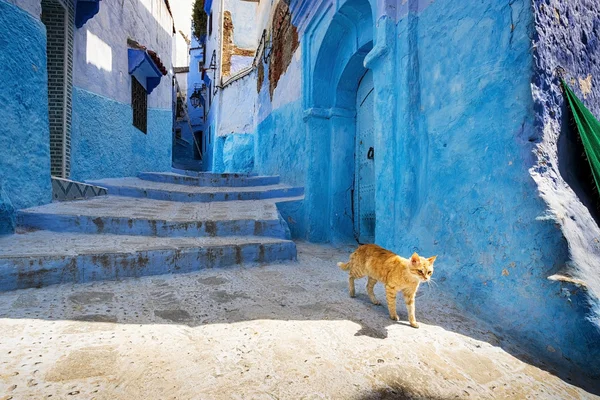 Gato em uma rua de Chefchaouen, em Marrocos . — Fotografia de Stock