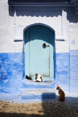 Kediler önünde bir kapı: Chefchaouen, Morocco.