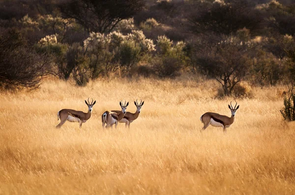 Springbockherde in Namibia — Stockfoto