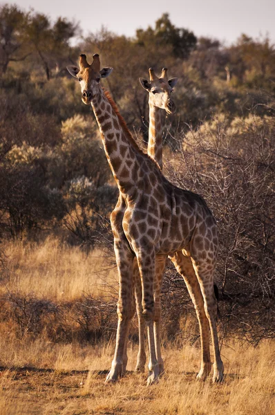 ナミビアのサバンナにキリンが 2 頭. — ストック写真