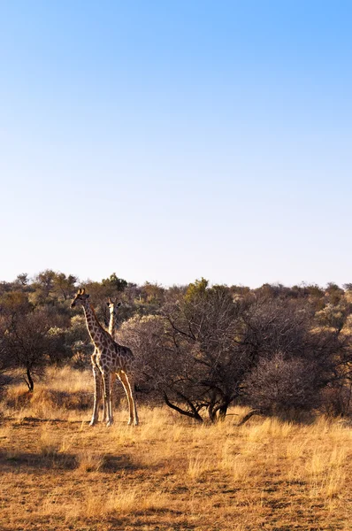 Dvě žirafy v Savannah, v Namibii — Stock fotografie