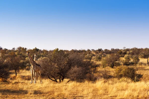 Two giraffes in the Savannah, in Namibia — Stock Photo, Image