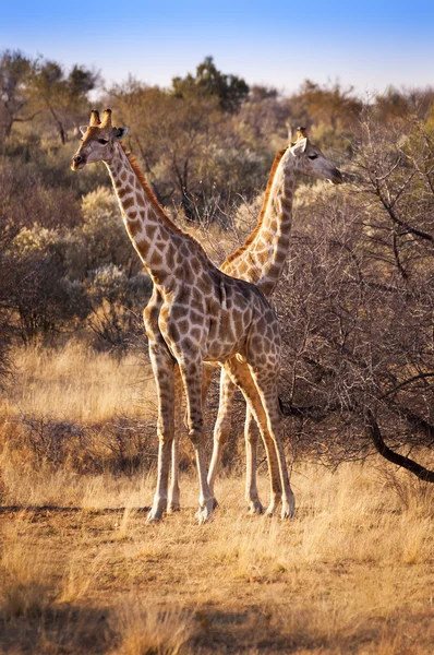 Dvě žirafy v Savannah, v Namibii — Stock fotografie