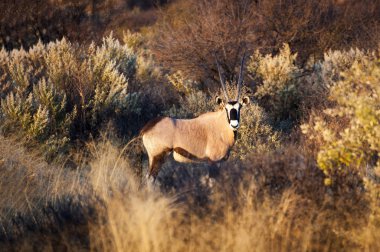 Namibya uzun kuru otların arasında Güney Afrika antilobu standları standları