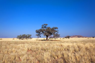 Savannah Namibya, Afrika