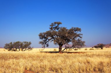 Savannah ve ağaçlar Namibya, Afrika