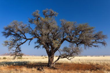 Savannah ve ağaçlar Namibya, Afrika