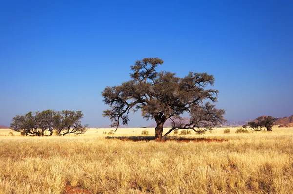 Savannah ve ağaçlar Namibya, Afrika