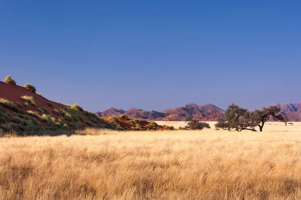 Vista de la sabana en Namibia — Foto de Stock