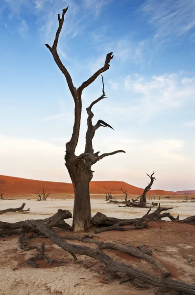 Un árbol muerto en Dead Vlei, Namibia — Foto de Stock