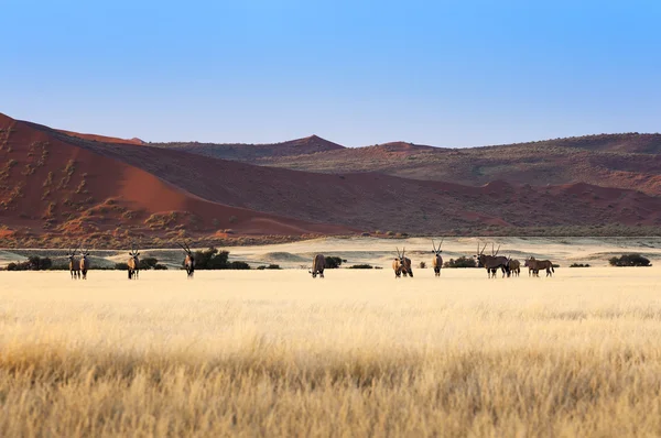 Herd of Gemsbok in Sossusvlei — Stock Photo, Image