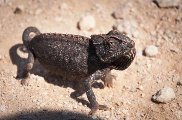 Chameleon v poušti v Namibii — Stock fotografie