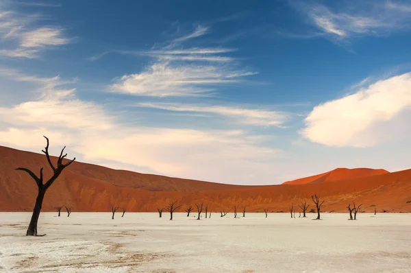 Мертвые деревья и красные дюны в "Мертвых душах" — стоковое фото