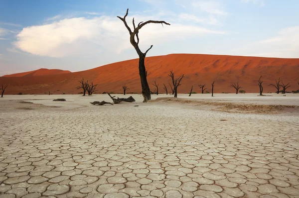 Мертві дерева та червоні дюни в Sossusvlei — стокове фото