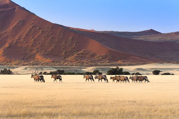 Herd of Gemsbok in Sossusvlei — Stock Photo, Image