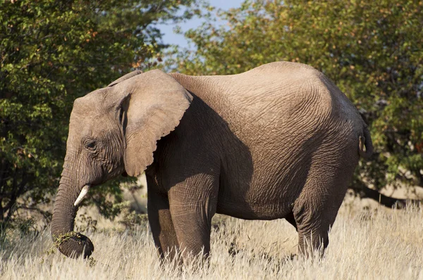 在大草原，在纳米比亚大象 — 图库照片