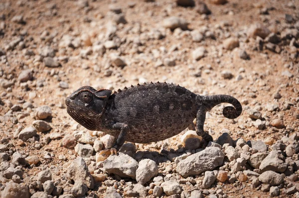 Chameleon v poušti v Namibii — Stock fotografie