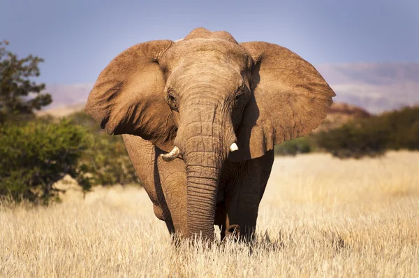 Elefánt a szavanna, Namíbia, Afrika — Stock Fotó
