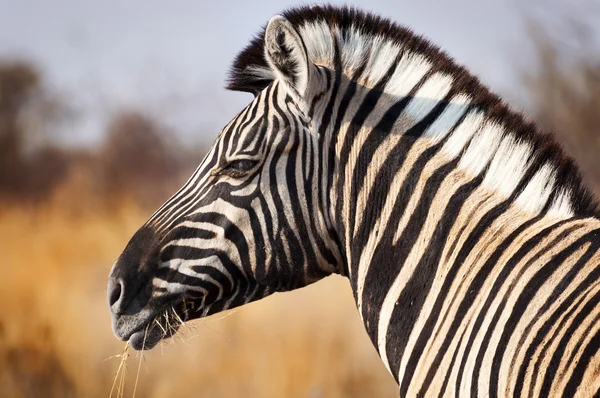 Head of a Zebra in the Etosha National Park in Namibia Stock Picture