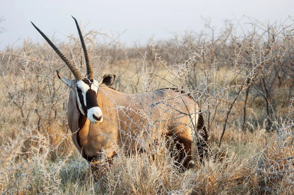 Ein Oryx (Gemsbock) steht im Gebüsch des Etoscha-Nationalparks — Stockfoto