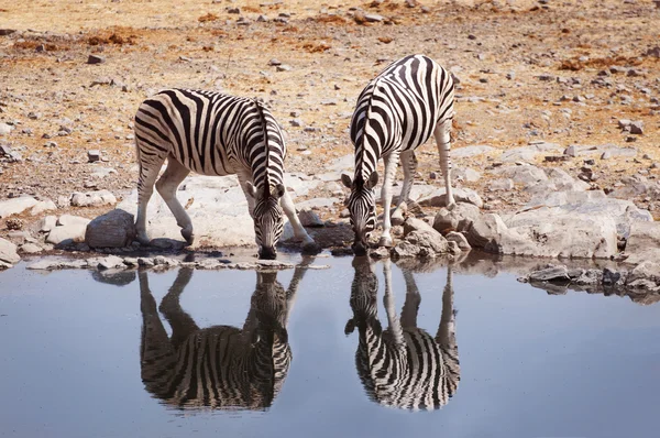 Dos cebras bebiendo agua en un pozo de agua en el Parque Nacional Etosha —  Fotos de Stock