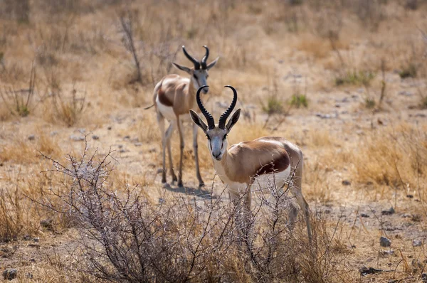 İki springbok etkin Milli Parkı — Stok fotoğraf