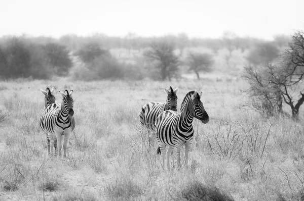 Grupa zebry w parku narodowym Etosha w Namibii — Zdjęcie stockowe