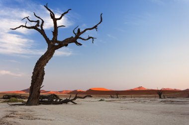 Ağaçlar ve kırmızı dunes içinde ölü Vlei, Sossusvlei, Namibya