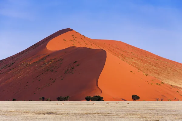 Стадо Спрінгбок проходять перед червоний dune в Sossusvlei, Намібія — стокове фото