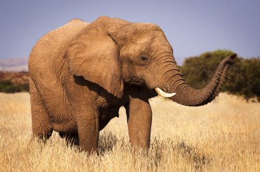 Savannah, Namibya, Afrika fili