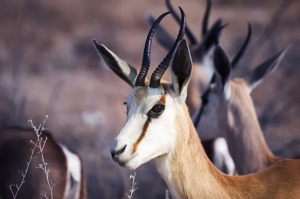 Springbok στο Εθνικό Πάρκο Etosha — Φωτογραφία Αρχείου