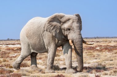 Boğa fil içinde etkin ulusal Park'ta Namibya, Afrika