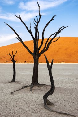 Ağaçlar ve kırmızı dunes içinde ölü Vlei, Sossuslvei, Namibya