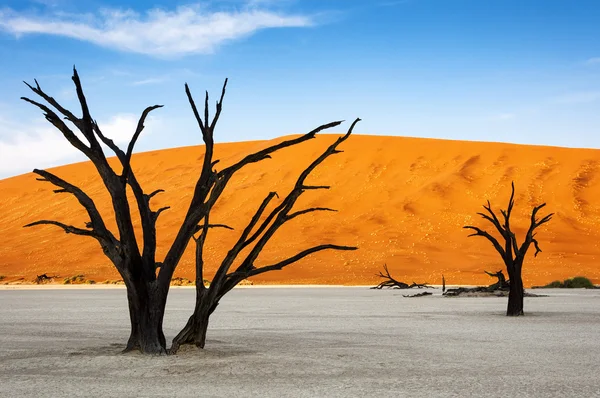 Drzew i czerwone wydmy w martwej, Sossuslvei, Namibia — Zdjęcie stockowe