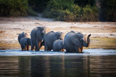 Chobe nehir, Botswana Chobe Ulusal parkta geçiş sürüsü